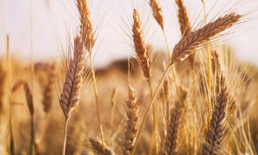 Рекордная перевалка ПАО «НКХП» в сентябре превысила 700 тыс тонн зерна