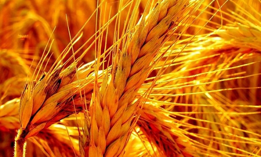 Информация о сроке приема заявок заключение договора от организации – экспортёров